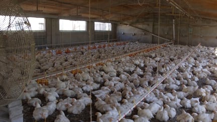 The cruel sounds of factory farming