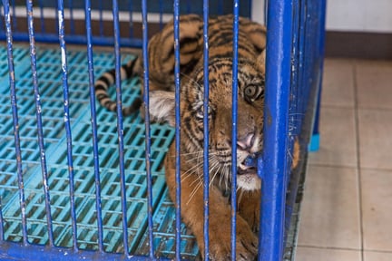 Caged tiger cub