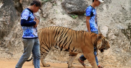 Tigers in Thailand
