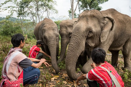 Three mahouts with three elephants in Thailand