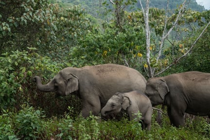 A family of elephants in the wild