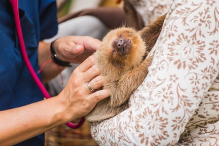 Menta (Mint) a two-toed sloth receives her regular vet check - World Animal Protection