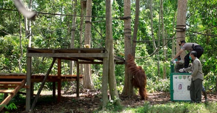 Badak Kecil Island Orangutan Sanctuary being built - World Animal Protection