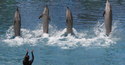 Dolphins in entertainment at Sea World, Australia.