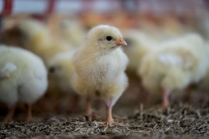 Chicken on high welfare farm in the Netherlands