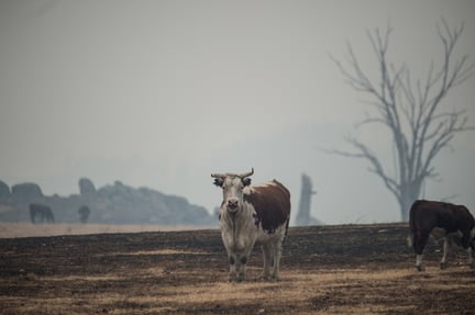 cows looking for pastures to graze during the Australia bushfires
