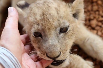 Lion cub in a facility in South Africa
