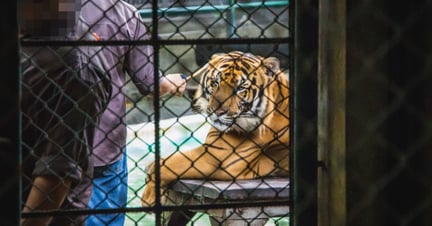 A tiger kept in a cage at a venue where tigers are mainly used as props for tourist photos.