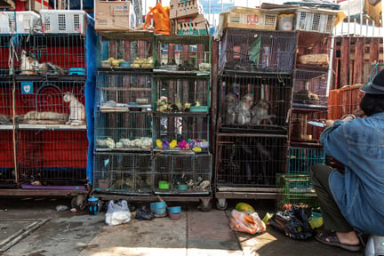 Djur hålls i små burar på marknad i Indonesien