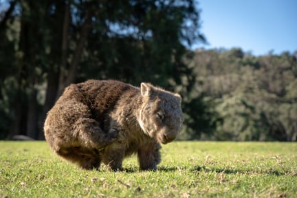 A scratching wombat at Bendeela, New South Wales.