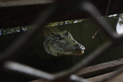 Crocodile in restrictive enclosure, Northern Territory, Australia.