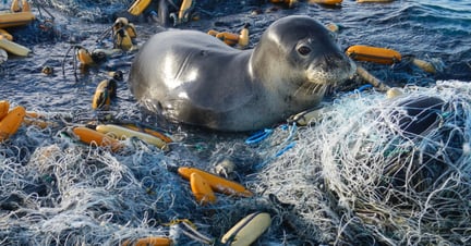 Seal tangled in abandoned ghost gear