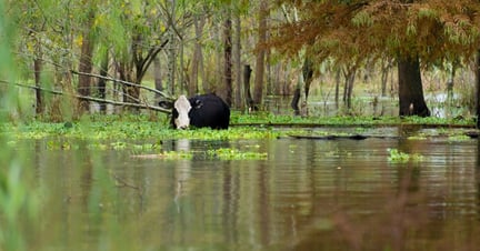 Farm animals thriving following Argentinian floods