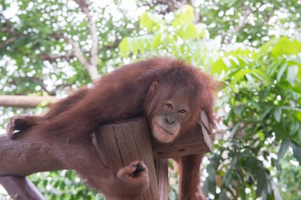 Orangutans are suffering for selfies 