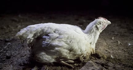 Chicken on a farm in Australia. Credit: Animals Liberation
