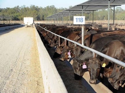 Cattle in feedlots