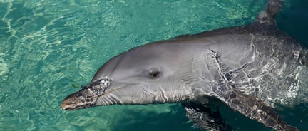 Dolphin in captivity