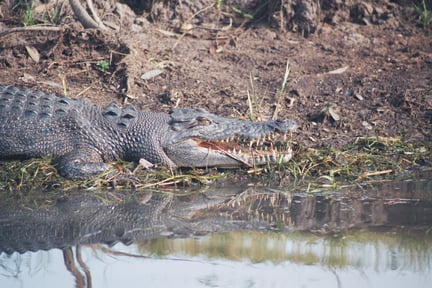 A salt-water crocodile in the misnamed South Alligator River. Kakadu National Park, Northern Territory, Australia.