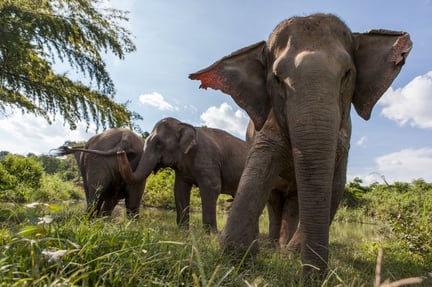 Global movement grows: more than 220 travel companies commit to be elephant friendly
