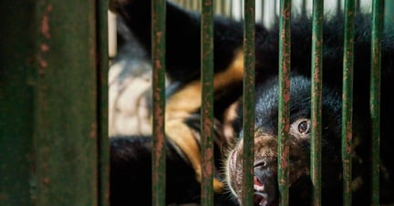 Na, Asiatic black bear rescue, Vietnam