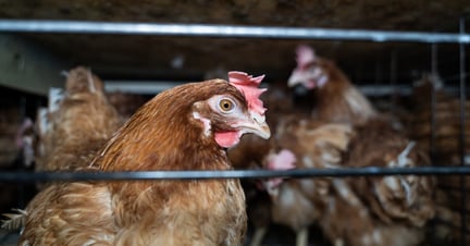 Group of caged layer hens. Image Credit: Animals Liberation