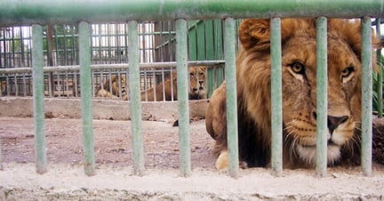 A male lion laying behind bars