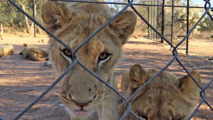 A lion looks through a fence at a facility in South Africa.