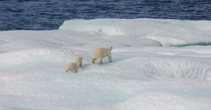 Image of polar bears by NOAA
