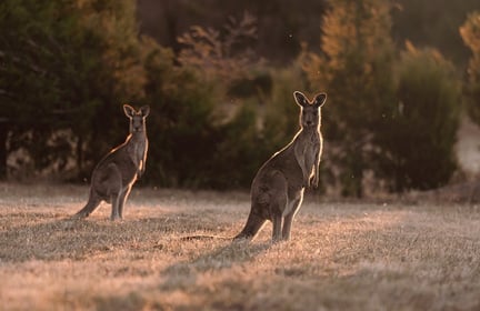 Kangoeroes in de ochtend
