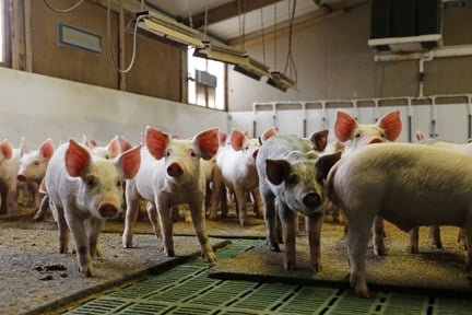 Pigs at an indoor farm in China - World Animal Protection - Change pigs' lives
