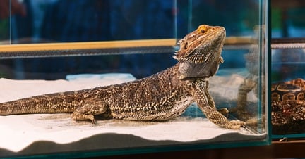 Pictured: A bearded dragon kept in a tank at a pet store,