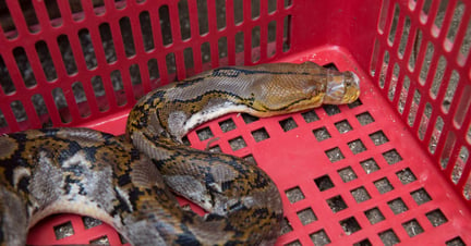 Keeping wild animals like snakes in confined conditions close to humans can lead to diseases