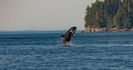 Orca in Canada by Thomas Lipke 
