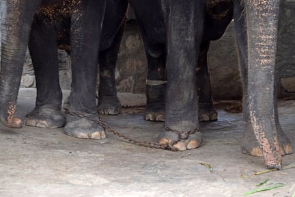 Keep travel companies honest for elephants 