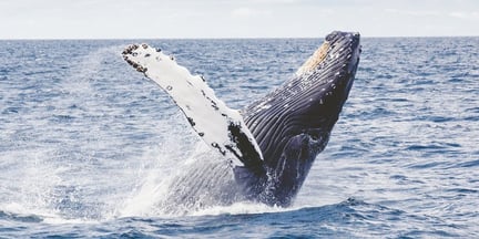 The complex lives of whales: Group living, culture and singing