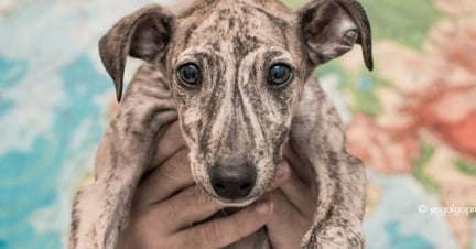 100,000 demand an end to the suffering of Spanish greyhounds used for hunting