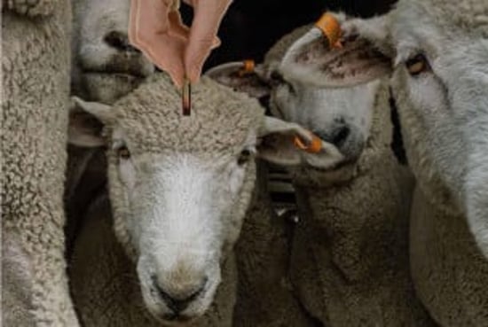 Sheep used as a piggy bank