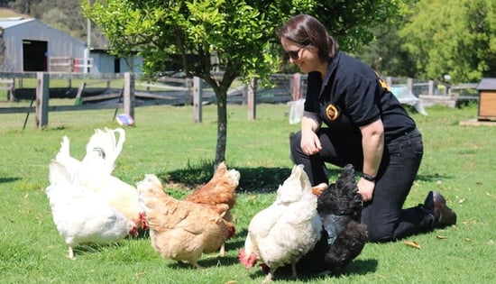 Chickens at Moo to Ewe sanctuary