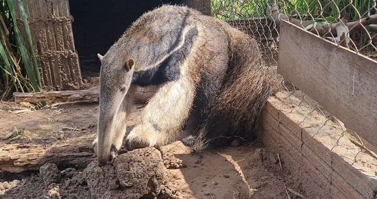 anteater is recovering