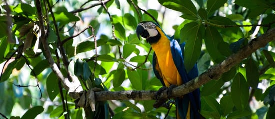 Wild Macaw in Brazil