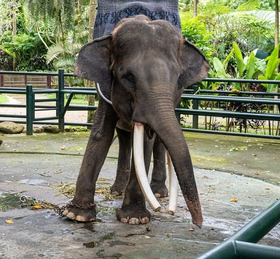 Lukcip chained at Mason Elephant Lodge, Indonesia