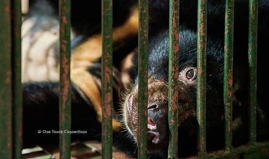 Na the bear, captive in a bile cage