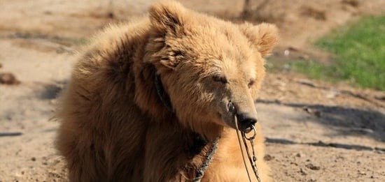 Bear baiting, Pakistan