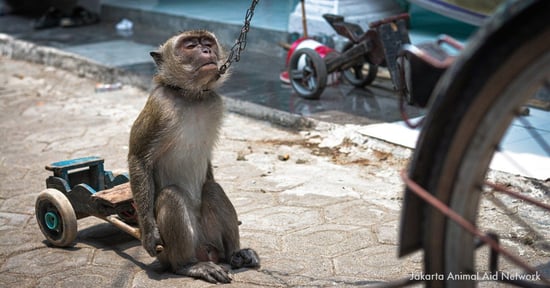 Dancing monkey