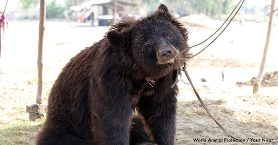Dancing bear, Pakistan