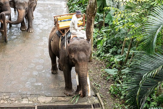 Elephant riding at Bali Zoo