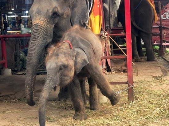 Elephants chained at Thailand venue