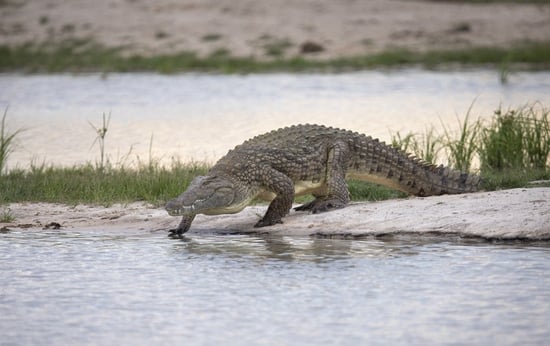 A wild crocodile at Hwange National Park, Zimbabwe.