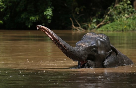 Elephant Forest sanctuary