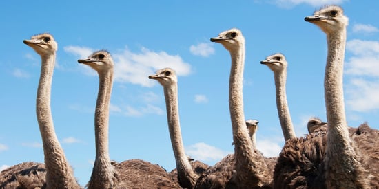 Ostriches